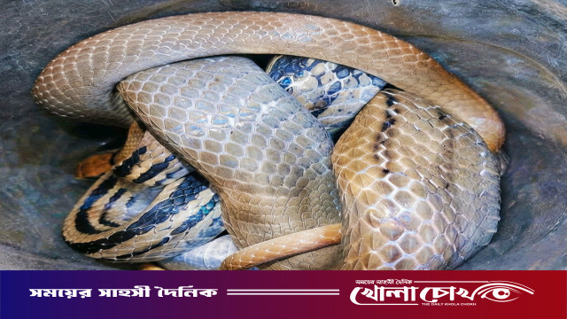 কাপ্তাইয়ে সবজির দোকান থেকে নির্বিষ ‘দুধরাজ’ সাপ উদ্ধার