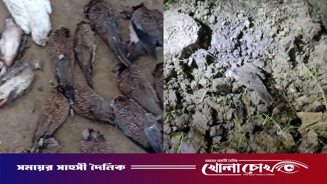 বিষমিশ্রিত ধান খেয়ে শতাধিক পাখির মৃত্যু, জরিমানা ৫০০