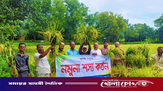 বিজয়নগরে আউশ ধানের বাম্পার ফলন: কম খরচে অধিক লাভে কৃষকের মুখে হাসি