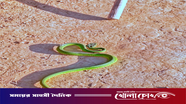 থানচিতে বিষাক্ত সবুজ বোড়া সাপের ছোবলে পাহাড়ি ব্যক্তির মৃত্যু