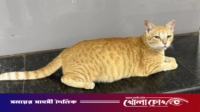 মুম্বাই মেট্রোর নতুন ‘চিফ ফেলাইন অফিসার’ এক পথবিড়াল!