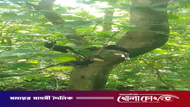 কাপ্তাইয়ে সপরিবারে ফিরল বিরল ‘ধনেশ’, জানালায় কড়া নেড়ে ঘুম ভাঙায় বন কর্মকর্তার