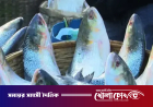 দুর্গাপূজায় পদ্মার ইলিশ চায় ভারত, বাংলাদেশকে চিঠি