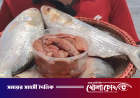ভারত থেকে ৫০০ টন ইলিশ আমদানি, গুজরাটি এই মাছের বিশেষত্ব কী