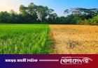 ডাসারে প্রবাসীর ৬০ শতাংশ জমির ধান বিষ দিয়ে বিনষ্ট, থানায় অভিযোগ