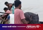 নদীতে ভেসে যাওয়া হাতির শাবককে নৌকায় তুলে বাঁচালেন জেলেরা, ফিরল মায়ের কাছে