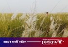 পদ্মার চরে শুভ্র কাশফুলের মেলা, মুগ্ধতা ছড়াচ্ছে আকোটের চর