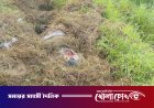 দৌলতপুরে নিখোঁজের দুই দিন পর মাঠ থেকে যুবকের অর্ধগলিত মরদেহ উদ্ধার