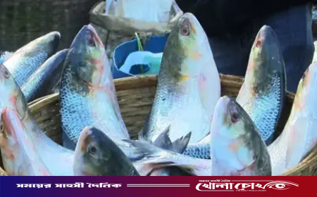 দুর্গাপূজায় পদ্মার ইলিশ চায় ভারত, বাংলাদেশকে চিঠি