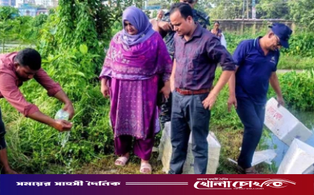 ফেনীতে জেলি পুশ করা ১০৫ কেজি চিংড়ি জব্দ, তিন আড়তকে জরিমানা