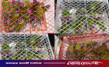 বিদেশে পাচার করতে বাসের সাইডবক্সে রাখা ছিল ১০৩টি টিয়া