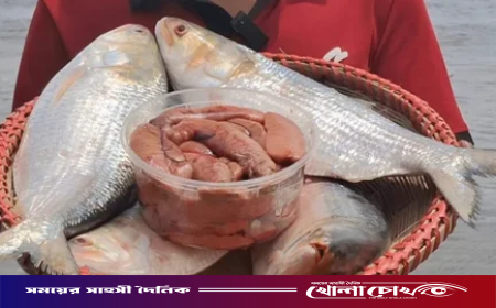 ভারত থেকে ৫০০ টন ইলিশ আমদানি, গুজরাটি এই মাছের বিশেষত্ব কী