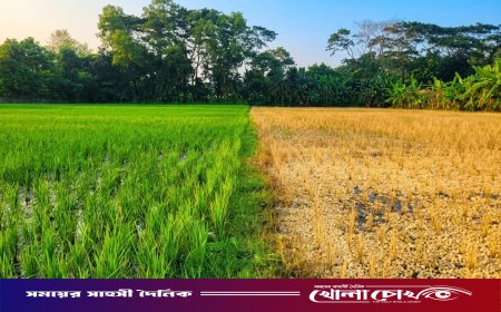 ডাসারে প্রবাসীর ৬০ শতাংশ জমির ধান বিষ দিয়ে বিনষ্ট, থানায় অভিযোগ