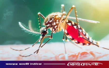 ২৪ ঘণ্টায় ডেঙ্গুতে প্রাণ হারালেন ৬ জন