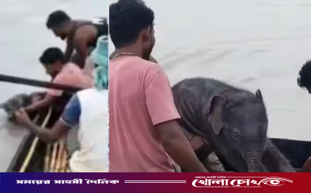 নদীতে ভেসে যাওয়া হাতির শাবককে নৌকায় তুলে বাঁচালেন জেলেরা, ফিরল মায়ের কাছে