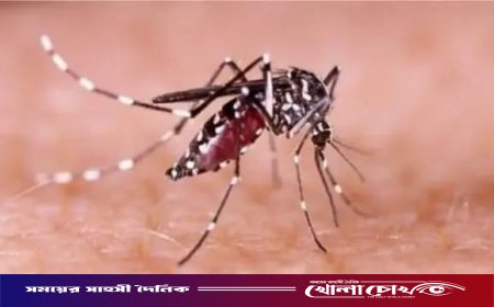 ফরিদপুরে ২৪ ঘণ্টায় ডেঙ্গুতে আক্রান্ত ৩২, এ বছর মোট মৃত্যু ৫