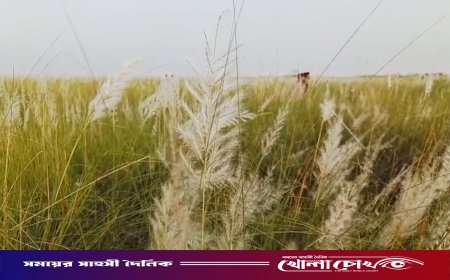 পদ্মার চরে শুভ্র কাশফুলের মেলা, মুগ্ধতা ছড়াচ্ছে আকোটের চর