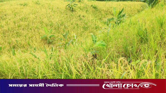পাহাড়ের বুকে জুমের সোনালি সমারোহ: ফিরছে পাহাড়ি জনপদের জীবিকার আশা