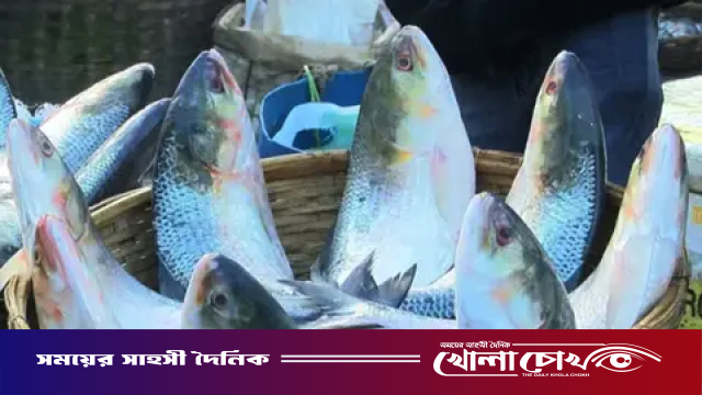 দুর্গাপূজায় পদ্মার ইলিশ চায় ভারত, বাংলাদেশকে চিঠি