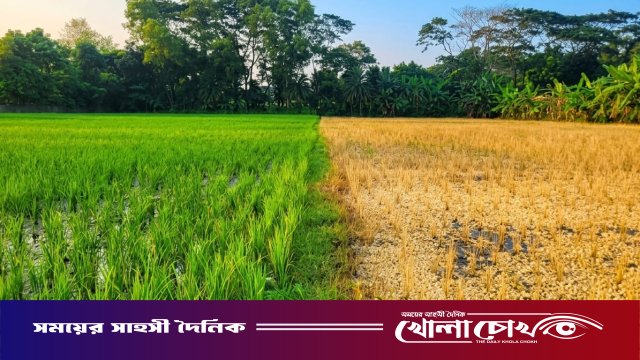 ডাসারে প্রবাসীর ৬০ শতাংশ জমির ধান বিষ দিয়ে বিনষ্ট, থানায় অভিযোগ