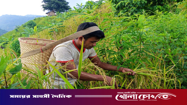 কাপ্তাইয়ের পাহাড়ে জুমের সোনালি ধান কাটার ধুম: ঐতিহ্য ও টিকে থাকার লড়াইয়ে জুমিয়ারা