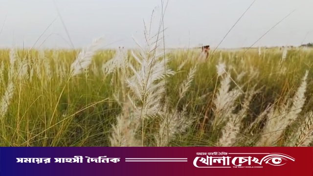 পদ্মার চরে শুভ্র কাশফুলের মেলা, মুগ্ধতা ছড়াচ্ছে আকোটের চর