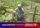 'আল্লাহর কাছে বিচার দিলাম’ নেত্রকোনায় বৃদ্ধ কৃষকের লাউ খেত তছনছ, সর্বস্ব হারিয়ে আহাজারি