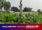 দিনাজপুরে আগাম শিম চাষে সফলতা, হাসি ফুটেছে কৃষকের মুখে