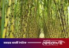 কালকিনিতে আখের বাম্পার ফলন: চারগুণ লাভের মুখ দেখছেন কৃষক, আক্ষেপ কৃষি অফিসের সহায়তা না পাওয়ায়