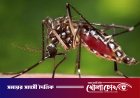 ফরিদপুরে একদিনে ৩২ জন ডেঙ্গু আক্রান্ত, মোট শনাক্ত ছাড়াল ১৭০০