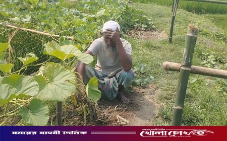 'আল্লাহর কাছে বিচার দিলাম’ নেত্রকোনায় বৃদ্ধ কৃষকের লাউ খেত তছনছ, সর্বস্ব হারিয়ে আহাজারি