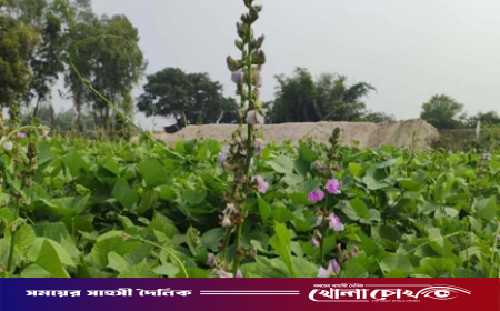 দিনাজপুরে আগাম শিম চাষে সফলতা, হাসি ফুটেছে কৃষকের মুখে