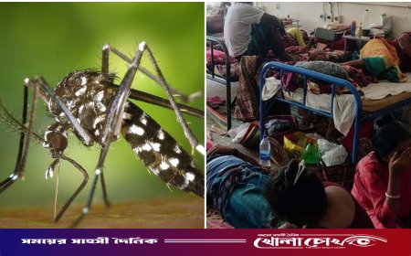 ফরিদপুরে বাড়ছে ডেঙ্গুর প্রকোপ: ২৪ ঘণ্টায় হাসপাতালে ভর্তি ২৪, মোট মৃত্যু ৯