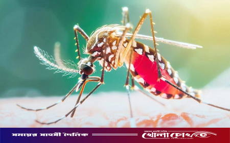 ডেঙ্গুতে আরও ৭ জনের মৃত্যু