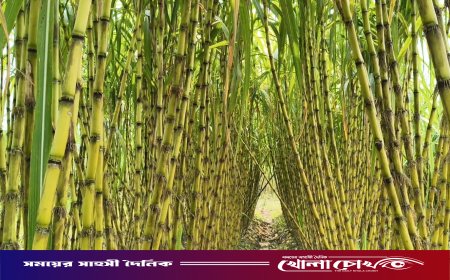কালকিনিতে আখের বাম্পার ফলন: চারগুণ লাভের মুখ দেখছেন কৃষক, আক্ষেপ কৃষি অফিসের সহায়তা না পাওয়ায়