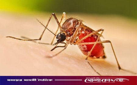 ফরিদপুরে ২৪ ঘণ্টায় নতুন ৫৮ ডেঙ্গু রোগী হাসপাতালে, মৃত্যু নেই