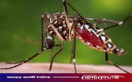 ফরিদপুরে একদিনে ৩২ জন ডেঙ্গু আক্রান্ত, মোট শনাক্ত ছাড়াল ১৭০০