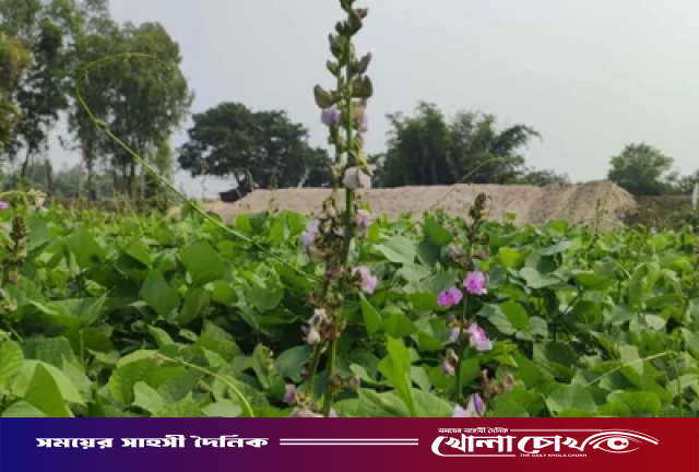 দিনাজপুরে আগাম শিম চাষে সফলতা, হাসি ফুটেছে কৃষকের মুখে