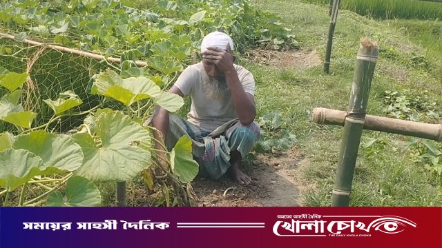 'আল্লাহর কাছে বিচার দিলাম’ নেত্রকোনায় বৃদ্ধ কৃষকের লাউ খেত তছনছ, সর্বস্ব হারিয়ে আহাজারি
