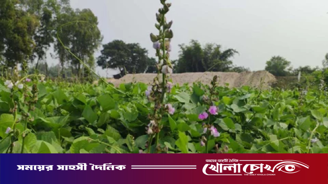 দিনাজপুরে আগাম শিম চাষে সফলতা, হাসি ফুটেছে কৃষকের মুখে