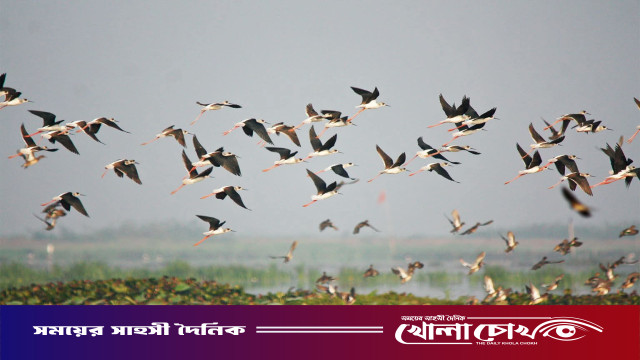 পরিযায়ী পাখির নিরাপদ আবাসে প্রস্তুত হচ্ছে নোবিপ্রবির ‘ময়না দ্বীপ’