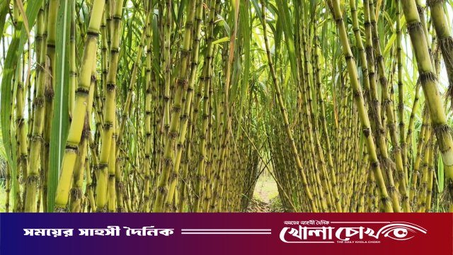 কালকিনিতে আখের বাম্পার ফলন: চারগুণ লাভের মুখ দেখছেন কৃষক, আক্ষেপ কৃষি অফিসের সহায়তা না পাওয়ায়