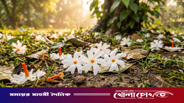 প্রকৃতিতে শিউলির স্নিগ্ধতা, শিশিরভেজা ভোরে ফুলের মায়াবী রূপ