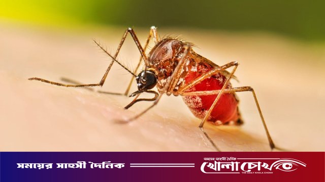 ফরিদপুরে ২৪ ঘণ্টায় নতুন ৫৮ ডেঙ্গু রোগী হাসপাতালে, মৃত্যু নেই